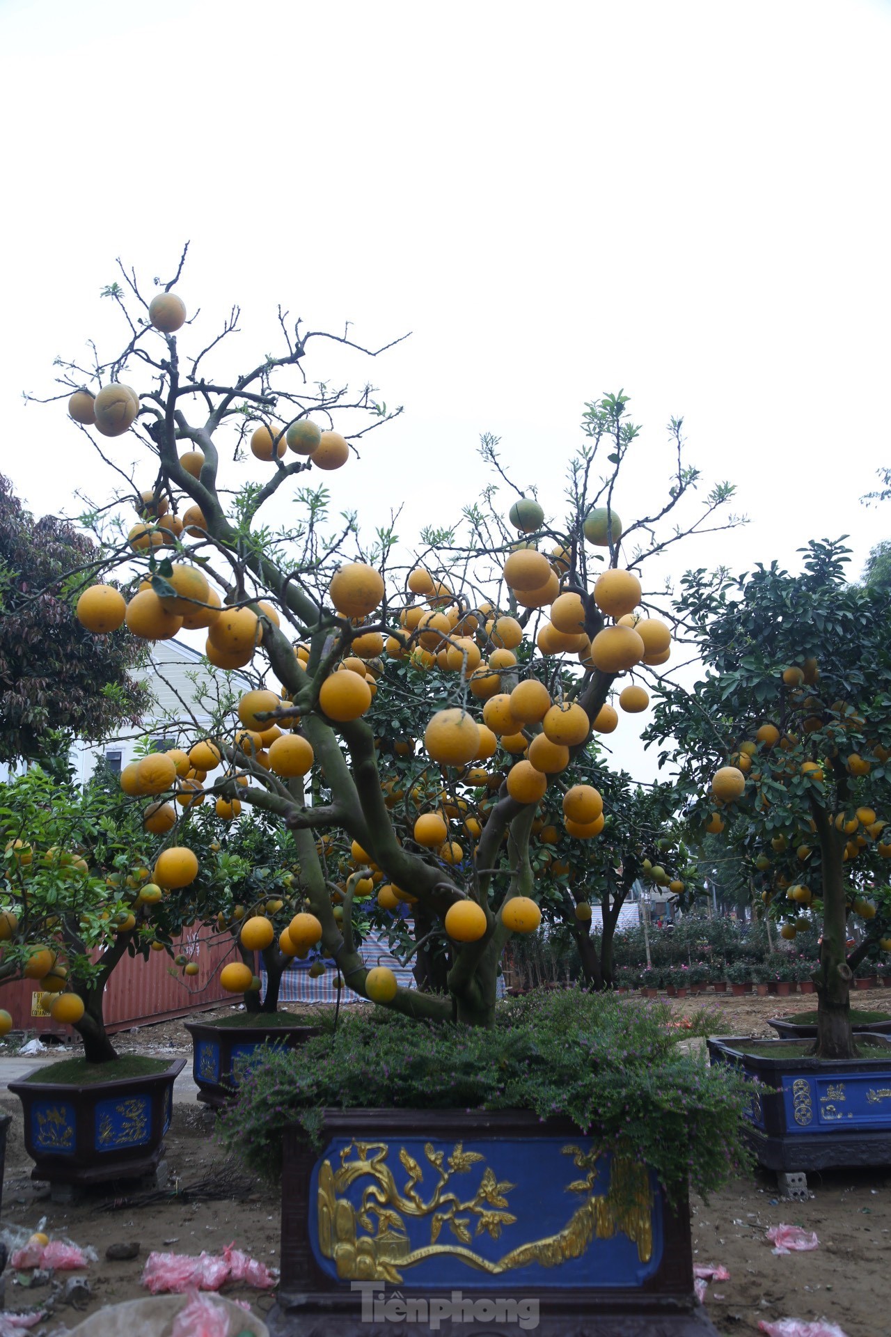 Bưởi Diễn thế trực huyền ‘độc nhất’ giá 150 triệu đồng xuống phố chơi Tết - Ảnh 7.