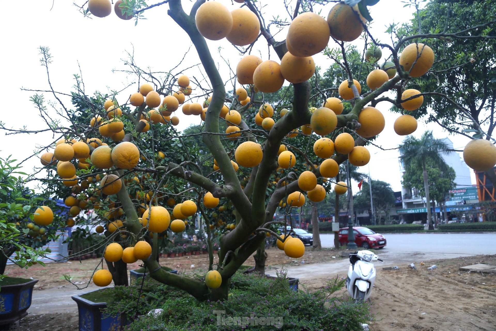 Bưởi Diễn thế trực huyền ‘độc nhất’ giá 150 triệu đồng xuống phố chơi Tết - Ảnh 4.