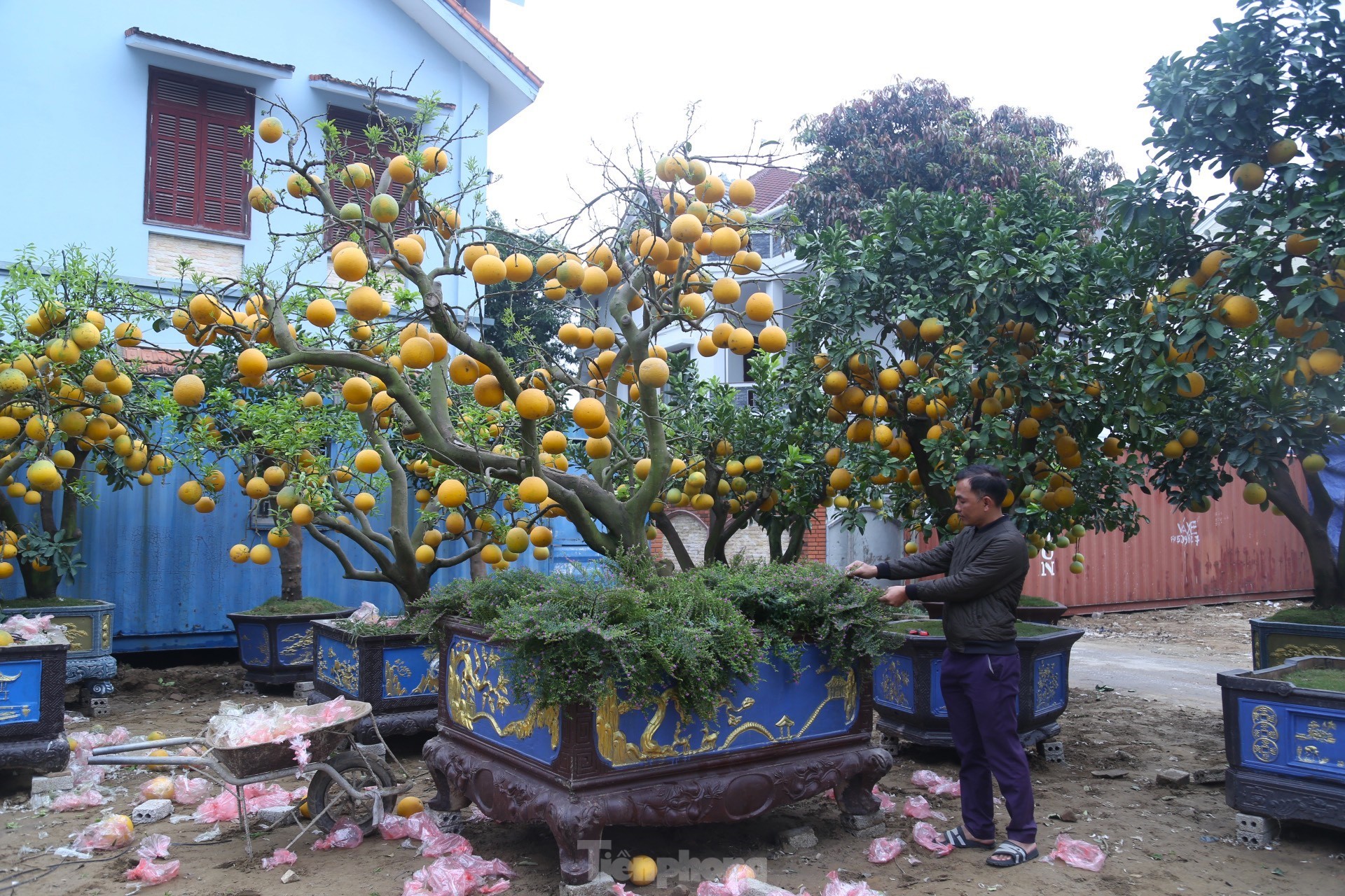 Bưởi Diễn thế trực huyền ‘độc nhất’ giá 150 triệu đồng xuống phố chơi Tết - Ảnh 3.