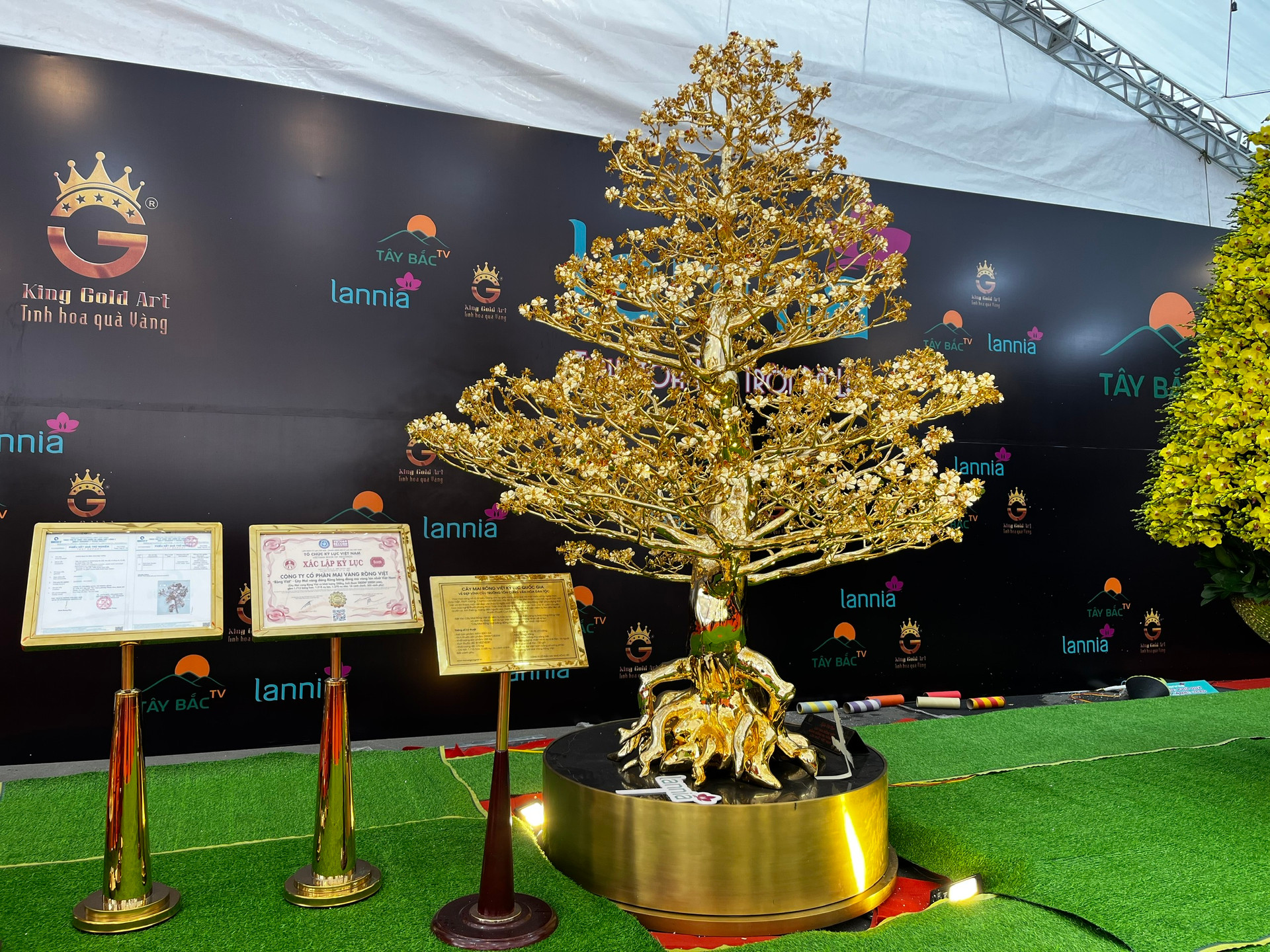 Chiêm ngưỡng cây mai mạ vàng lớn nhất Việt Nam giá 6 tỉ dịp Tết Quý Mão - Ảnh 1.