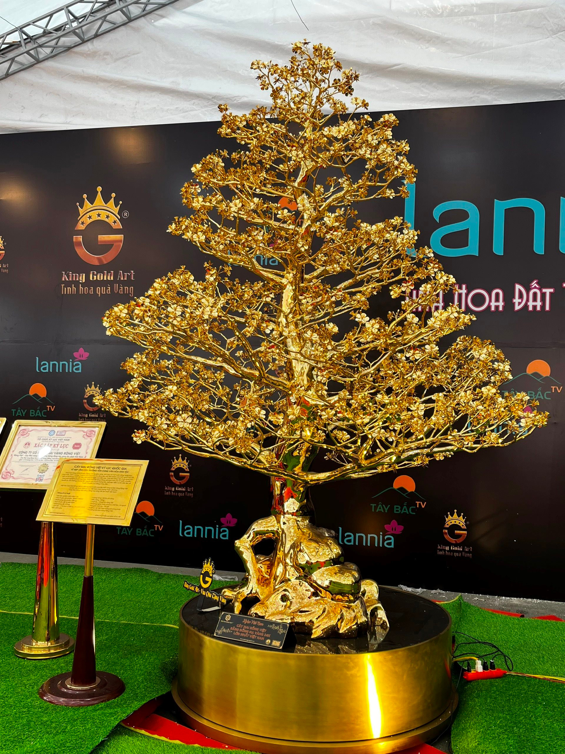 Chiêm ngưỡng cây mai mạ vàng lớn nhất Việt Nam giá 6 tỉ dịp Tết Quý Mão - Ảnh 2.