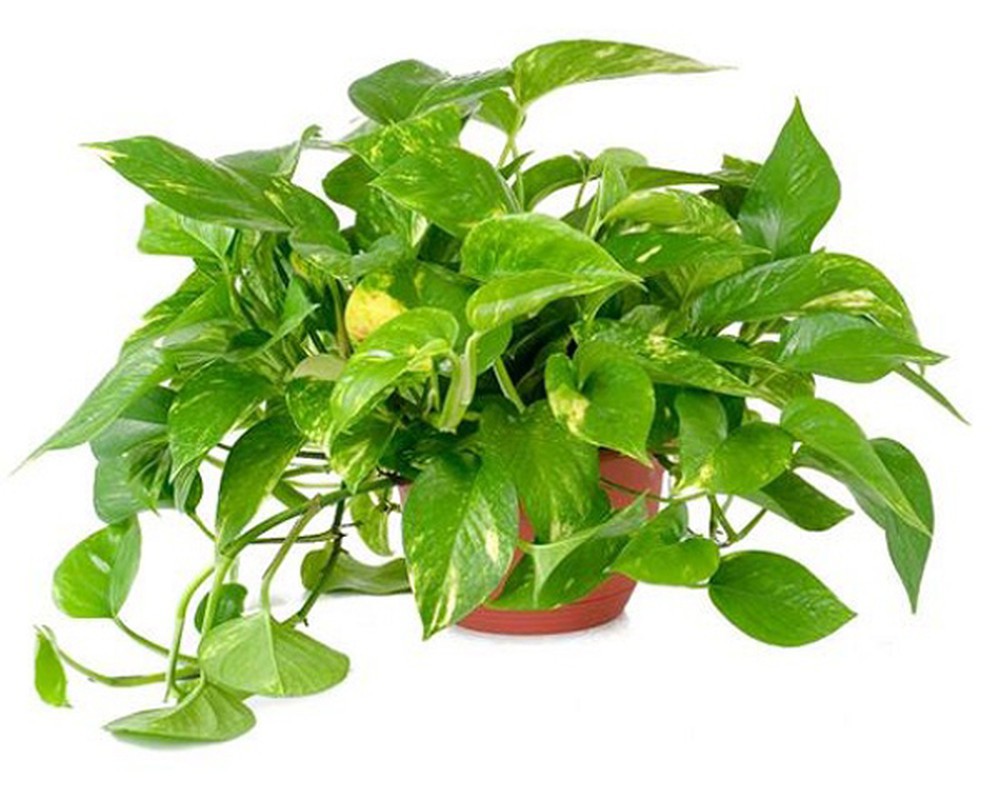 Làm sạch không khí trong nhà bằng cách trồng các loại cây xanh quen thuộc   - Ảnh 4.