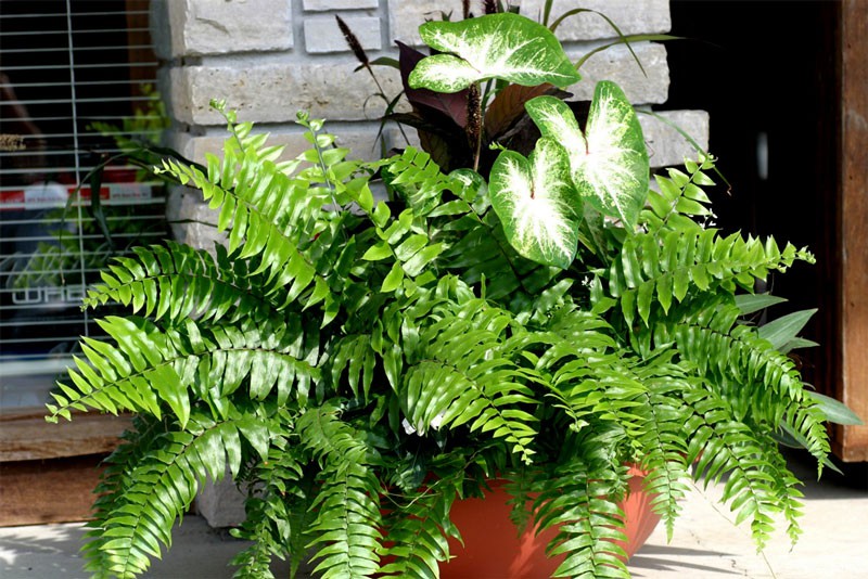 Làm sạch không khí trong nhà bằng cách trồng các loại cây xanh quen thuộc   - Ảnh 1.