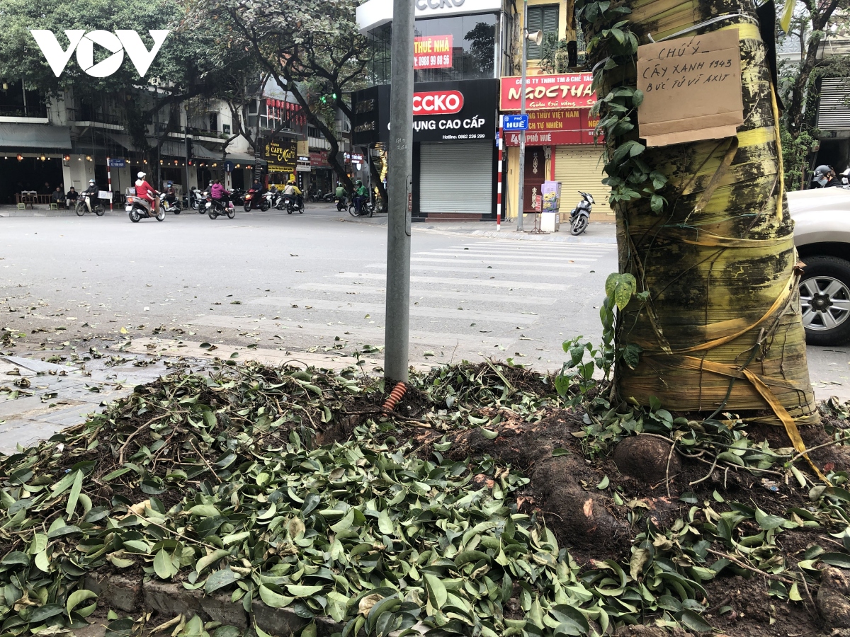 Cây xanh 80 tuổi ở trung tâm Thủ đô nghi bị đầu độc hoá chất - Ảnh 3. Cây xanh 80 tuổi ở trung tâm Thủ đô nghi bị đầu độc hoá chất - Ảnh 3.