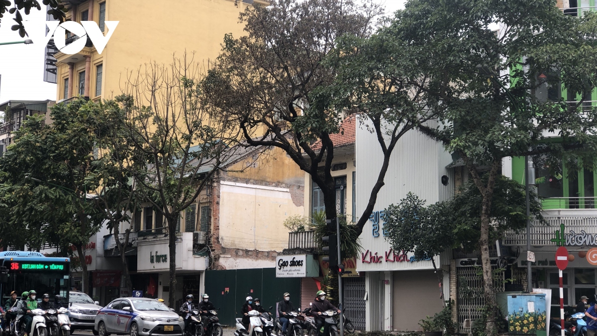 Cây xanh 80 tuổi ở trung tâm Thủ đô nghi bị đầu độc hoá chất - Ảnh 1.