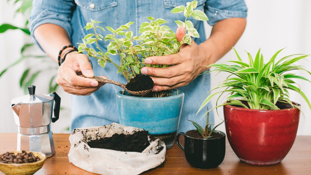 Bỏ túi những mẹo làm vườn tưởng “bất ổn” nhưng lại hiệu quả đến không ngờ - Ảnh 3.