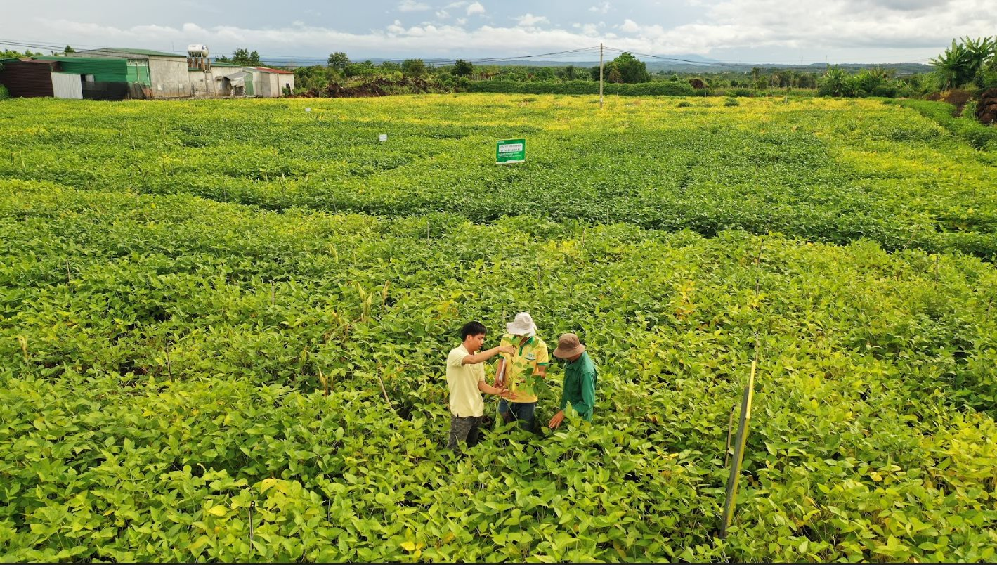 Một loại hạt giàu dinh dưỡng được ví như “thịt không xương”, nhiều canxi hơn sữa bò: Ở Việt Nam có một thương hiệu quốc gia, nỗ lực hơn 1 thập kỷ để phát triển bền vững - Ảnh 6.