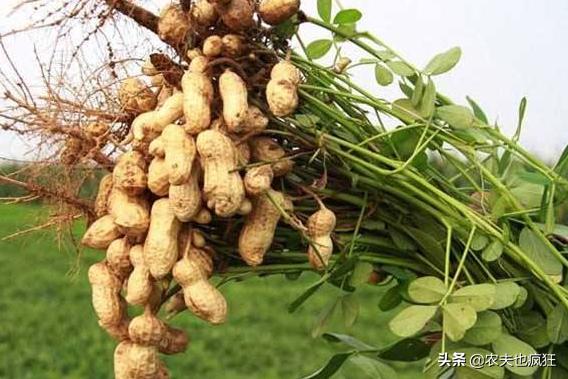 Kỳ lạ nông dân Trung Quốc cứ trồng lạc là giẫm chân lên cây, chuyên gia: Mẹo hay nên làm! - Ảnh 4.