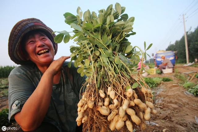 Kỳ lạ nông dân Trung Quốc cứ trồng lạc là giẫm chân lên cây, chuyên gia: Mẹo hay nên làm! - Ảnh 3.