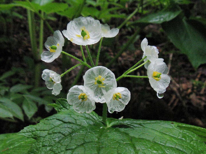 Ấn tượng loài hoa cánh trắng tinh khôi, cứ gặp mưa là trong suốt như pha lê - Ảnh 4.