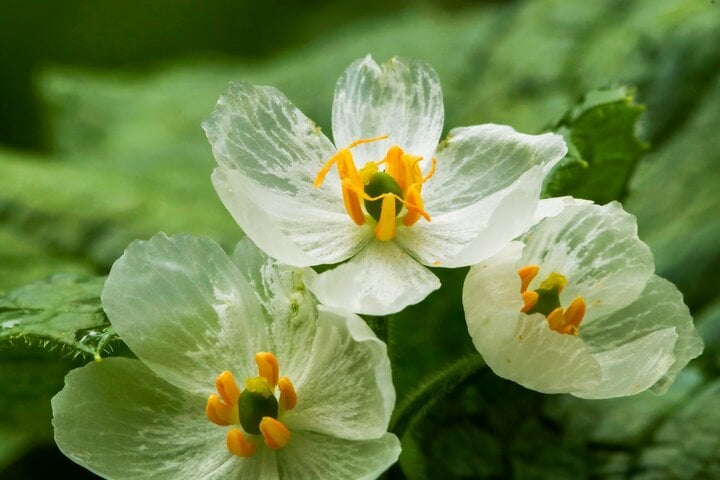 Ấn tượng loài hoa cánh trắng tinh khôi, cứ gặp mưa là trong suốt như pha lê - Ảnh 5.