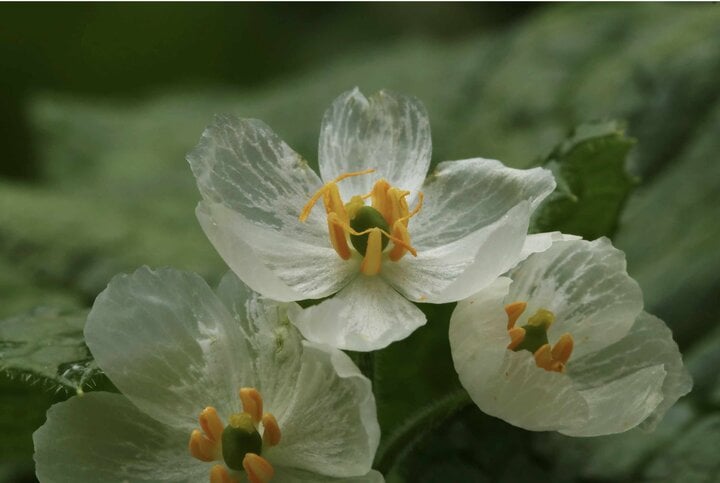 Ấn tượng loài hoa cánh trắng tinh khôi, cứ gặp mưa là trong suốt như pha lê - Ảnh 3.