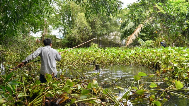 Vụ cá sấu sổng chuồng ở Kiên Giang: Hai con đã chết - Ảnh 1.