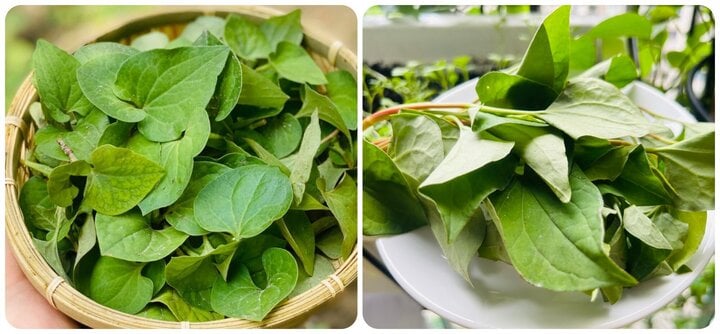 Loại rau bổ phổi mọc dại nhiều nơi ở Việt Nam - Ảnh 1. Loại rau bổ phổi mọc dại nhiều nơi ở Việt Nam - Ảnh 1.