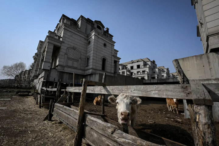 Những 'thị trấn ma' ở Trung Quốc trị giá tỷ USD thành nơi trồng ngô, nuôi bò - Ảnh 5.