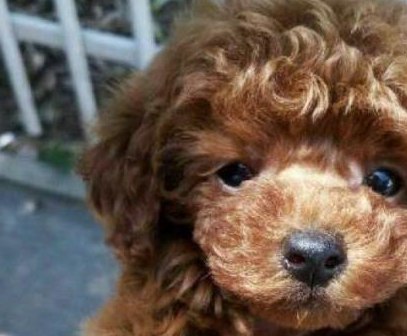 Nhà nuôi chó Golden và chó Poodle, chủ ngỡ ngàng trước kết quả của cuộc tình “vụng trộm” - Ảnh 2.