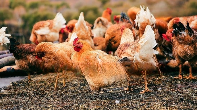 Loài vật bé nhỏ gây thiệt hại 100 tỷ đồng mỗi năm: Trung Quốc huy động gấp gần 3 triệu con gà  - Ảnh 5.