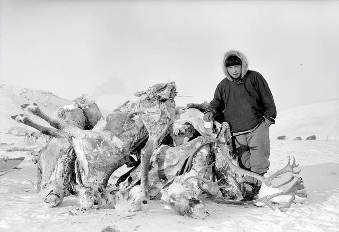 Khám phá cuộc sống của tộc &quot;người tuyết&quot; ở Bắc Cực: Chịu lạnh giỏi nhất thế giới, tuân thủ một nguyên tắc sinh tồn suốt hàng nghìn năm - Ảnh 3.