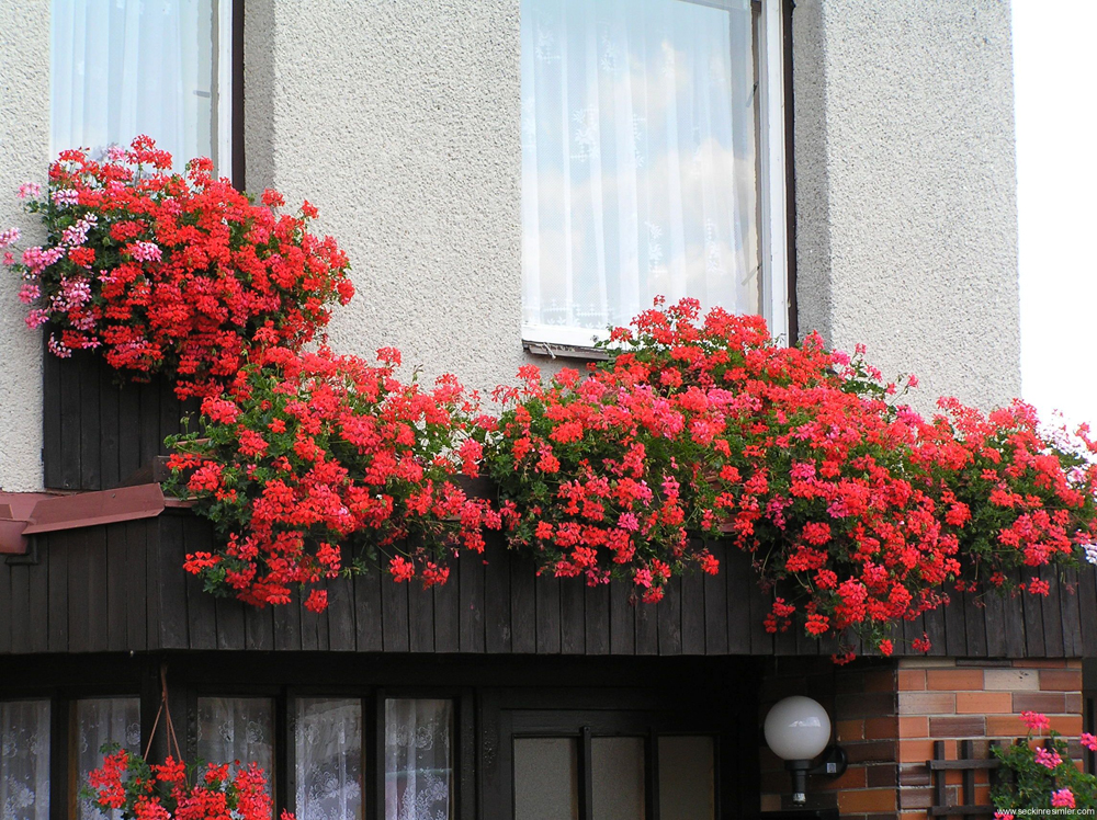 Những ngôi nhà có ban công đầy hoa khiến bạn không thể thôi ngắm nhìn - Ảnh 2.