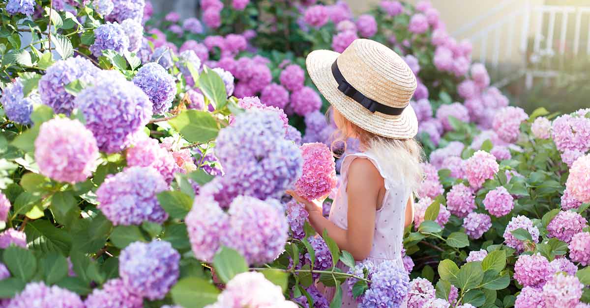 Mách bạn thời điểm trồng hoa cẩm tú cầu thích hợp nhất trong năm - Ảnh 1.