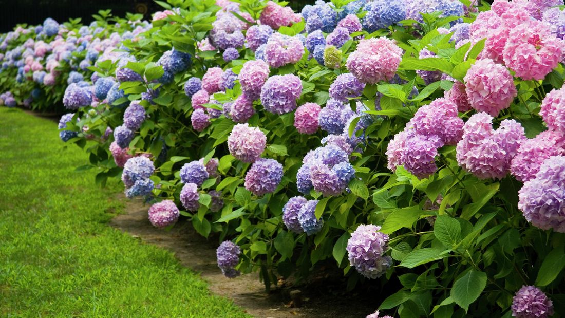 Mách bạn thời điểm trồng hoa cẩm tú cầu thích hợp nhất trong năm - Ảnh 4.