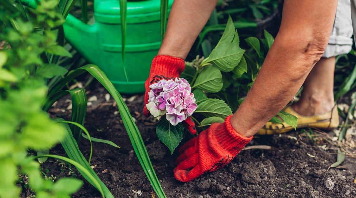 Mách bạn thời điểm trồng hoa cẩm tú cầu thích hợp nhất trong năm - Ảnh 2.