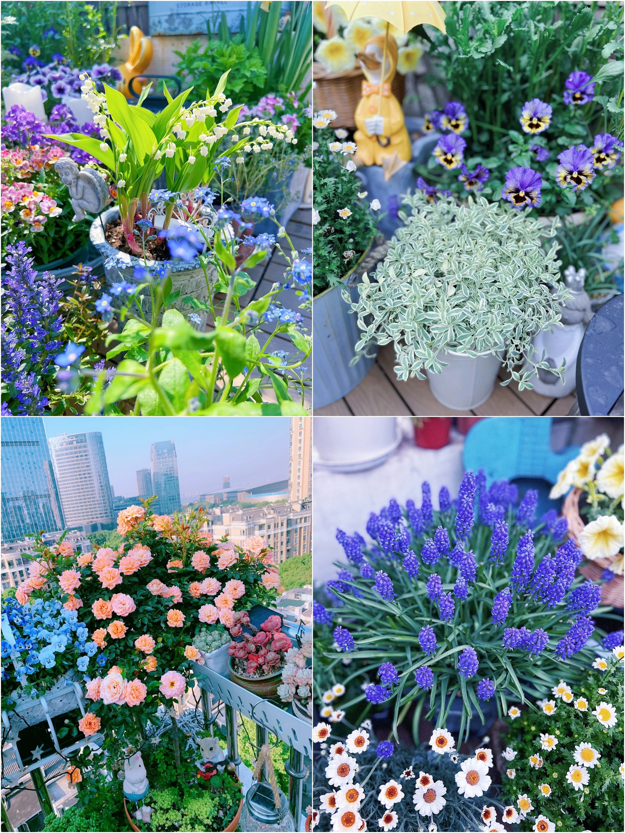 Sở hữu khu vườn sân thượng ấn tượng, mẹ đảm thường xuyên bị hiểu lầm bán cây cảnh online - Ảnh 4. Sở hữu khu vườn sân thượng ấn tượng, mẹ đảm thường xuyên bị hiểu lầm bán cây cảnh online - Ảnh 4.