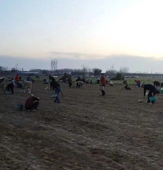 Trung Quốc: Chưa kịp thu hoạch nông sản, hàng trăm người đổ ra đồng &quot;cướp bóc&quot; gây thiệt hại hơn 670 triệu đồng, chủ hộ gào khóc trong bất lực - Ảnh 3.