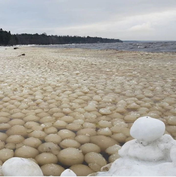 Kỳ lạ hàng ngàn quả bóng tuyết trôi dạt vào bờ biển - Ảnh 1.