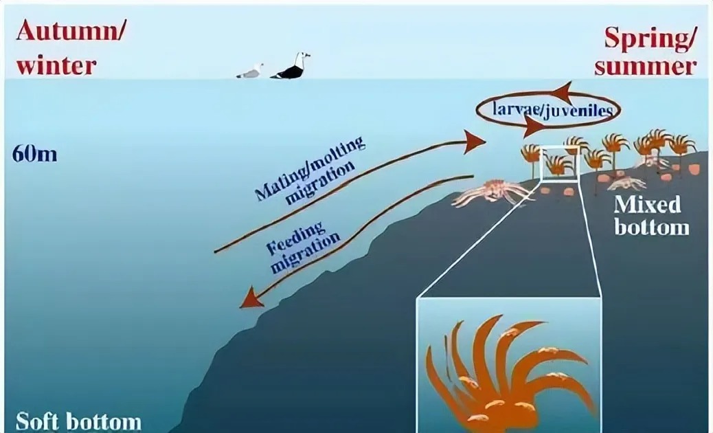 Bí mật của cua hoàng đế: Tại sao giá lại cao như vậy?- Ảnh 5.