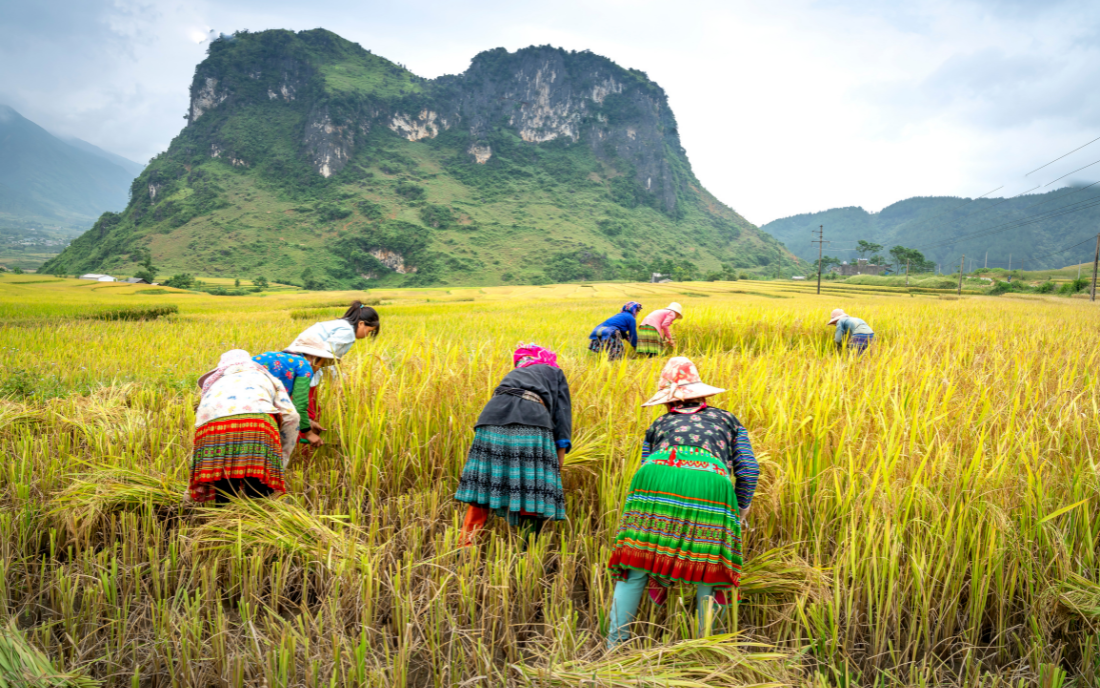 Tìm hiểu về Tết Cơm Mới (Tết Hạ Nguyên) trong văn hoá của người Việt - Ảnh 1.