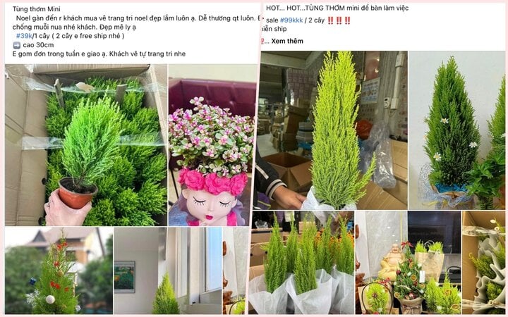 Tùng thơm mini để bàn giá siêu rẻ, khách săn mua đón Giáng sinh - Ảnh 1. Tùng thơm mini để bàn giá siêu rẻ, khách săn mua đón Giáng sinh - Ảnh 1.