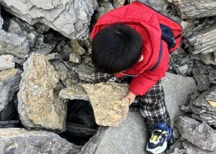 Chơi trò đào kho báu, bé trai 5 tuổi tìm thấy hóa thạch 500 triệu năm - Ảnh 1.