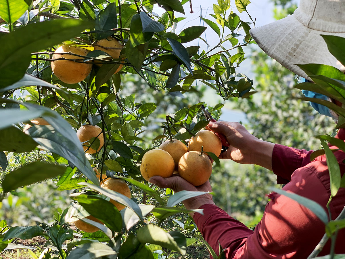 Không phải Cam “tiến vua” xứ Nghệ, Việt Nam mới xuất hiện loại quả “ăn&quot; trứng “uống” mật, giá hơn 2 triệu đồng/kg - Ảnh 2.