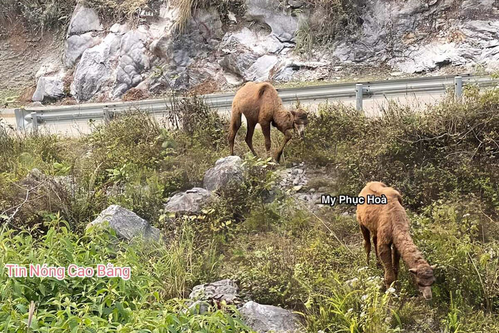 Xôn xao hình ảnh 2 con lạc đà xuất hiện ở Cao Bằng - Ảnh 1.