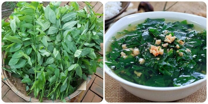 Rau ngót cực bổ dưỡng nhưng lại 'đại kỵ' với 3 nhóm người này - Ảnh 1.