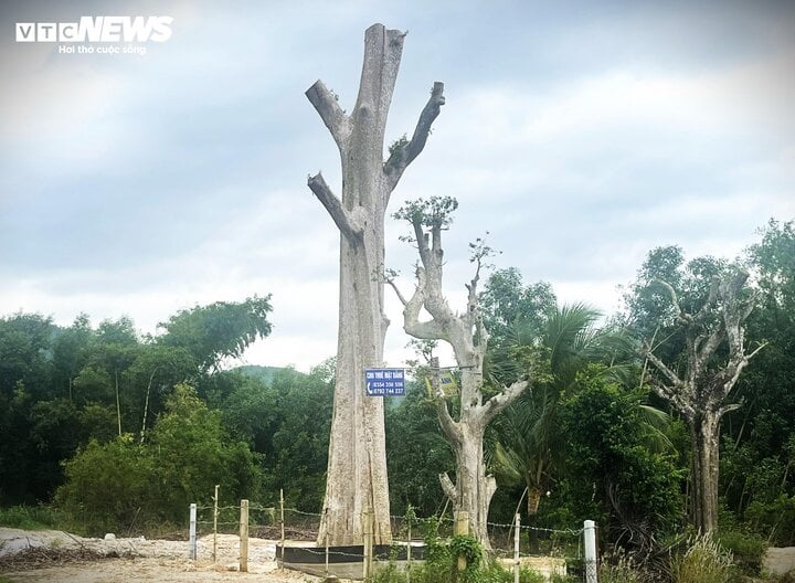 'Uẩn khúc' phía sau cây bằng lăng rừng được rao bán 220 triệu đồng tại Bình Định - Ảnh 2.