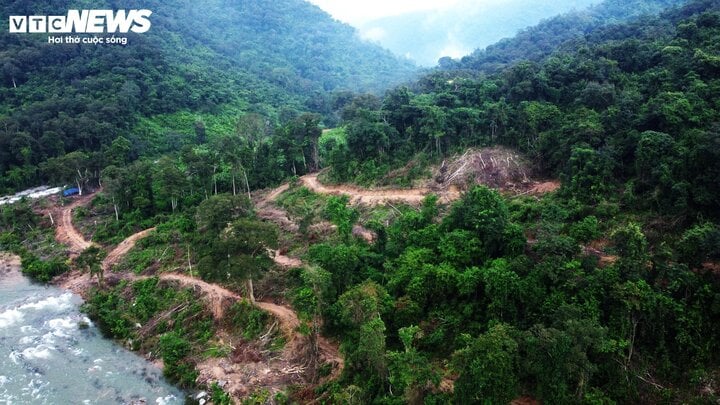 'Uẩn khúc' phía sau cây bằng lăng rừng được rao bán 220 triệu đồng tại Bình Định - Ảnh 3.