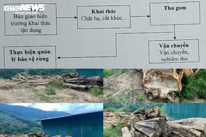 'Uẩn khúc' phía sau cây bằng lăng rừng được rao bán 220 triệu đồng tại Bình Định - Ảnh 4.