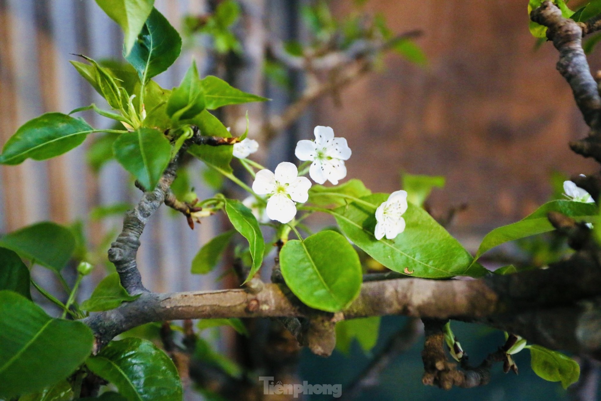 Người Hà Nội chi bạc triệu cho thú chơi hoa lê, hoa mận rừng - Ảnh 5. Người Hà Nội chi bạc triệu cho thú chơi hoa lê, hoa mận rừng - Ảnh 5.