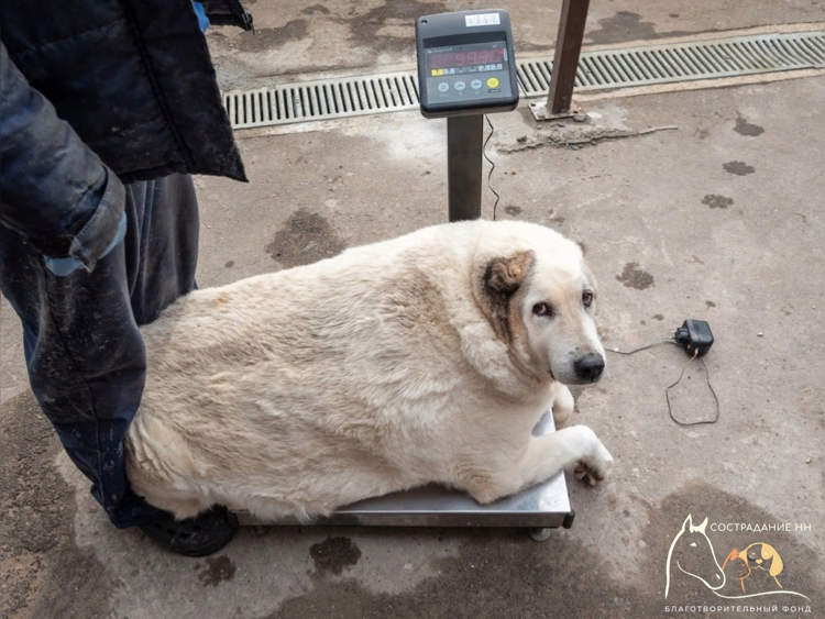 Chú chó khổng lồ nặng gần 100kg ở Nga - Ảnh 1.
