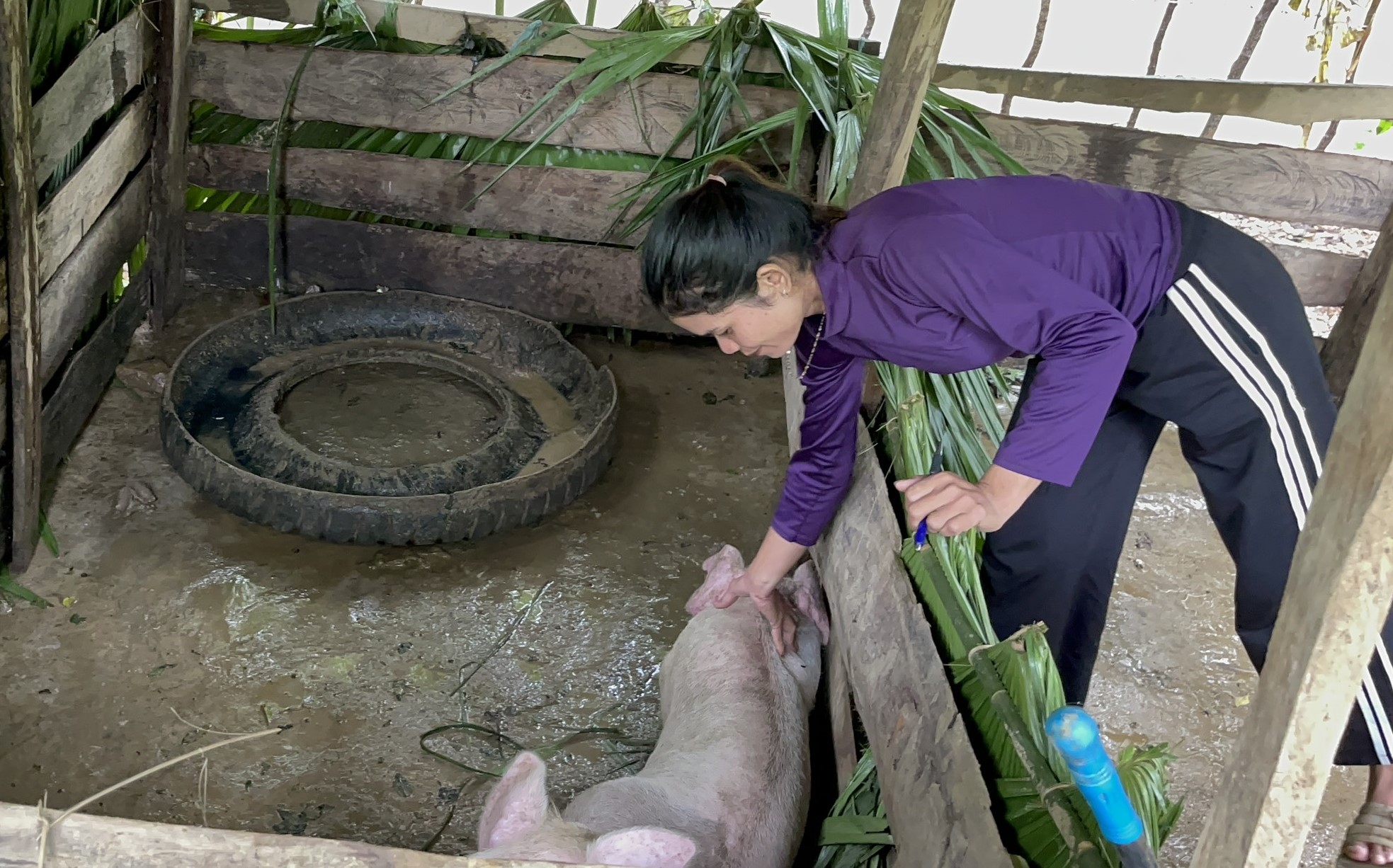 Hơn 600 con dê, lợn hỗ trợ dân nghèo bất ngờ hàng loạt ở Quảng Bình - Ảnh 2. Hơn 600 con dê, lợn hỗ trợ dân nghèo bất ngờ hàng loạt ở Quảng Bình - Ảnh 2.