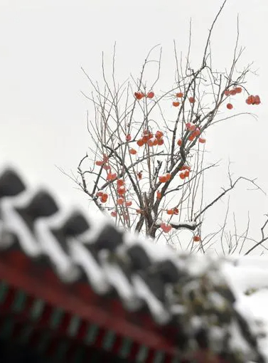 Trung Quốc: Tuyết đầu mùa bao phủ tạo nên cảnh tượng đẹp đến nao lòng tại Tử Cấm Thành - Ảnh 7.