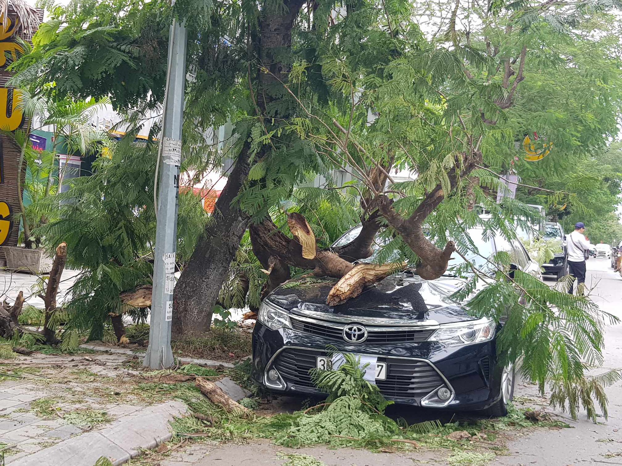 Gió mùa đông bắc mạnh làm cây gãy đổ đè bẹp ôtô Camry 2.5Q- Ảnh 1.