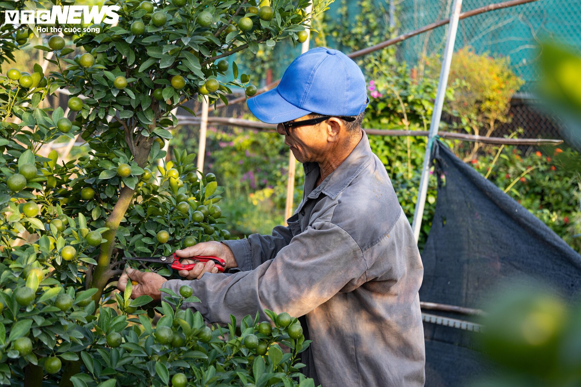 Làm cả năm, thu hoạch một mùa, thủ phủ quất Tứ Liên Hà Nội tất bật đón Tết - Ảnh 4. Làm cả năm, thu hoạch một mùa, thủ phủ quất Tứ Liên Hà Nội tất bật đón Tết - Ảnh 4.