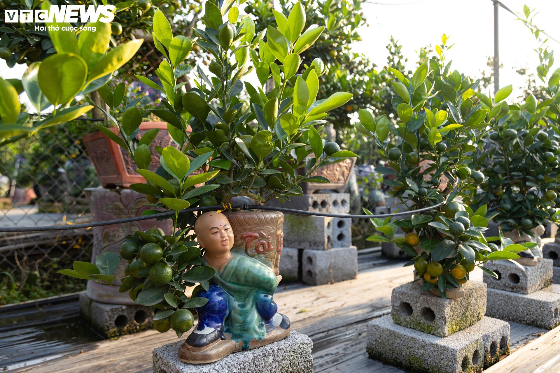 Làm cả năm, thu hoạch một mùa, thủ phủ quất Tứ Liên Hà Nội tất bật đón Tết - Ảnh 12. Làm cả năm, thu hoạch một mùa, thủ phủ quất Tứ Liên Hà Nội tất bật đón Tết - Ảnh 12.