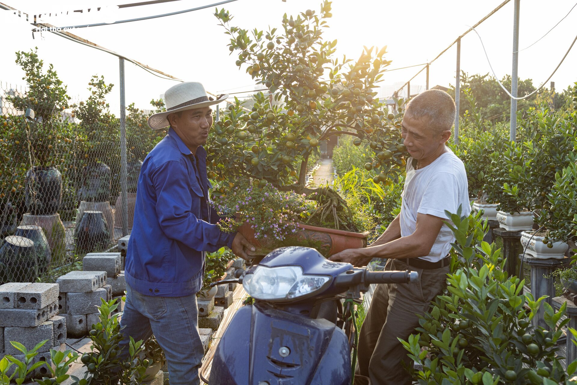 Làm cả năm, thu hoạch một mùa, thủ phủ quất Tứ Liên Hà Nội tất bật đón Tết - Ảnh 15. Làm cả năm, thu hoạch một mùa, thủ phủ quất Tứ Liên Hà Nội tất bật đón Tết - Ảnh 15.