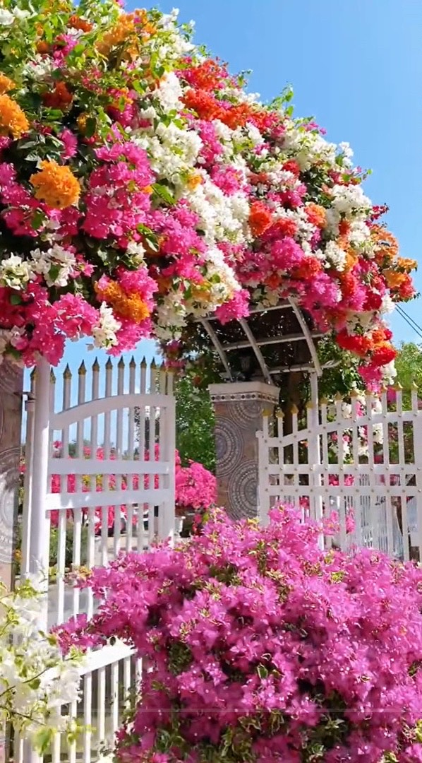 Cổng nhà rực rỡ sắc màu khiến người đi qua mê mẩn, học chủ nhà bí kíp cho hoa nở đúng Tết- Ảnh 2.