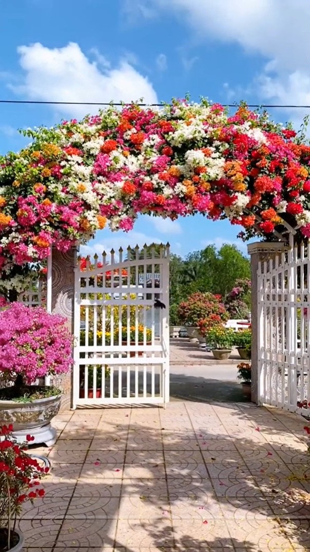 Cổng nhà rực rỡ sắc màu khiến người đi qua mê mẩn, học chủ nhà bí kíp cho hoa nở đúng Tết- Ảnh 1.