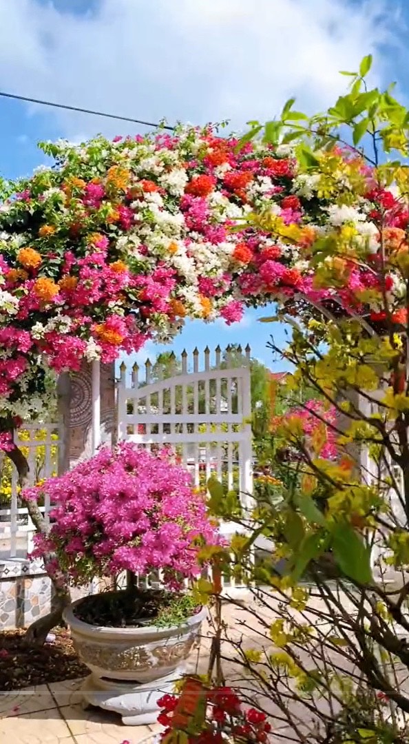 Cổng nhà rực rỡ sắc màu khiến người đi qua mê mẩn, học chủ nhà bí kíp cho hoa nở đúng Tết- Ảnh 5.